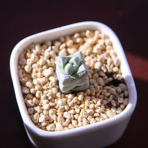 Real Live Succulent Cactus Plant : Crassula deceptor
