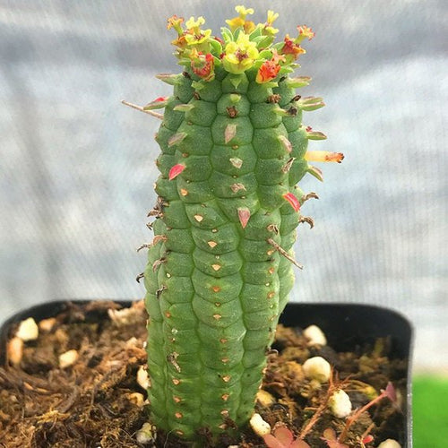 Real Live Succulent Cactus Plant : 'LVYEQILIN'