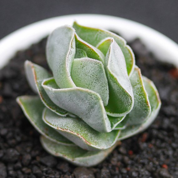 Real Live Succulent Cactus Plant : Crassula 'Ivory Pagoda' – Succulent Zone
