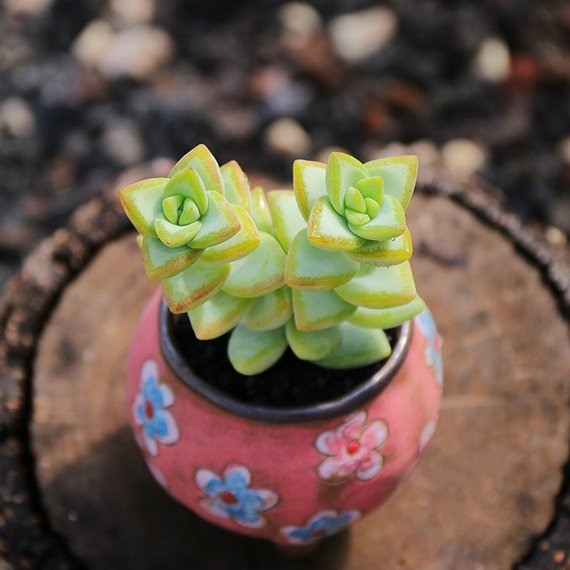 rupestris succulent Real Live Succulent Cactus Plant : Crassula rupestris – Succulent Zone