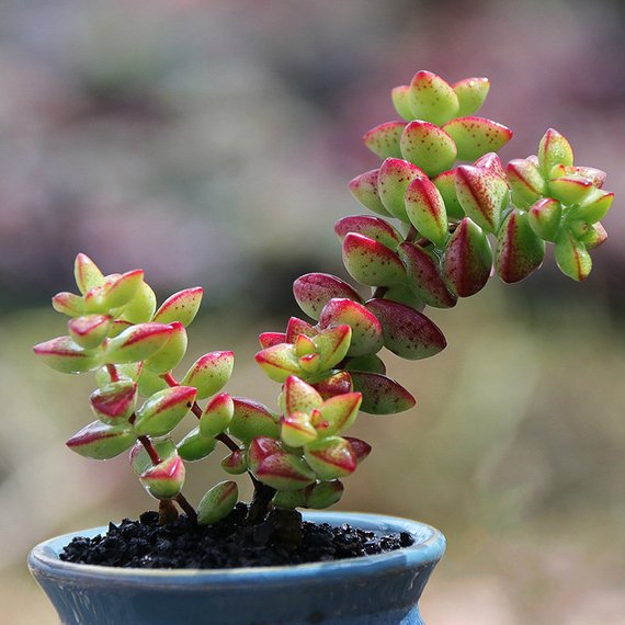 Real Live Succulent Cactus Plant Crassula Rupestris F Succulent Zone