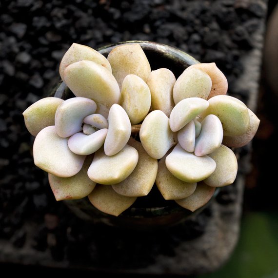 roma succulent Real Live Succulent Cactus Plant : Echeveria 'Roma'