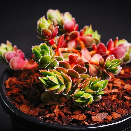 Real Live Succulent Cactus Plant : Crassula lanuginose V.pachystemon