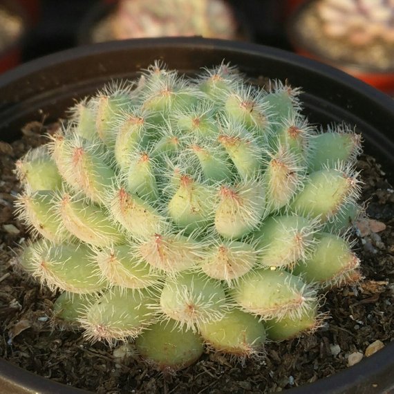 Real Live Succulent Cactus Plant : Echeveria setosa var. minor