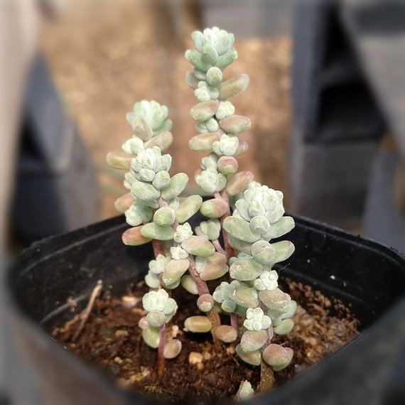 succulent sedum Real Live Succulent Cactus Plant : Sedum brevifolium quinquefarium