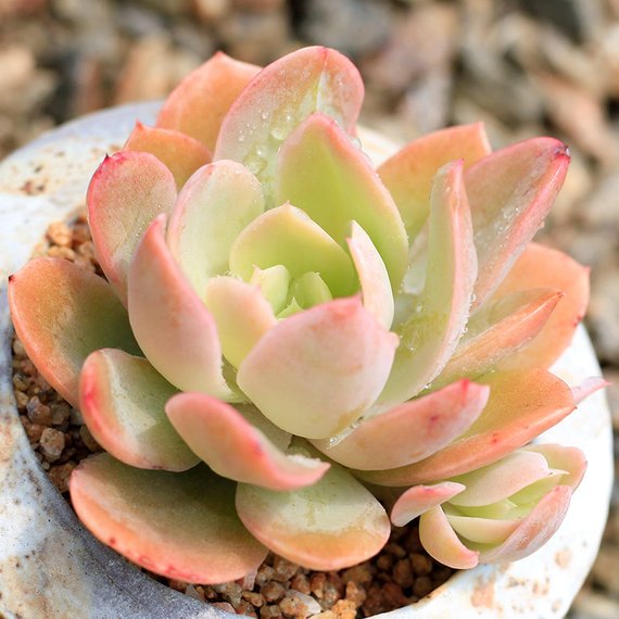 succulent silk plants Real Live Succulent Cactus Plant : Echeveria 'Silk Veil' – Succulent Zone
