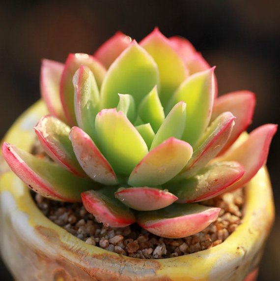 luella succulent Real Live Succulent Cactus Plant : Echeveria Luella – Succulent Zone