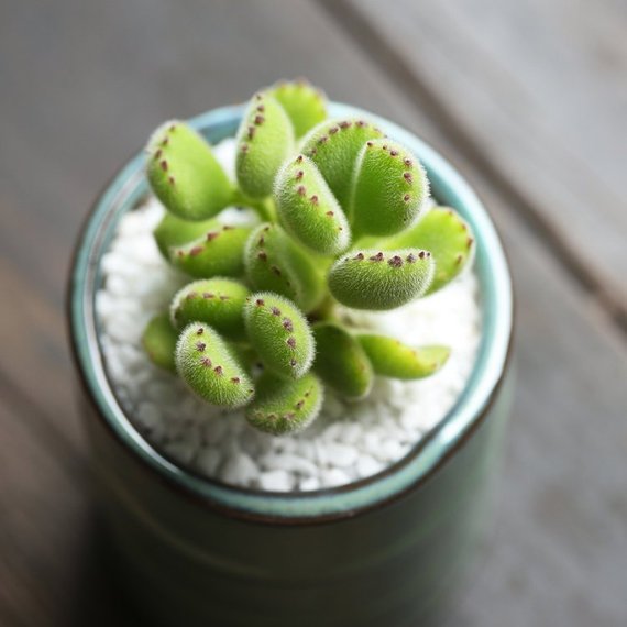Real Live Succulent Cactus Plant : Cotyledon ladismithiensis
