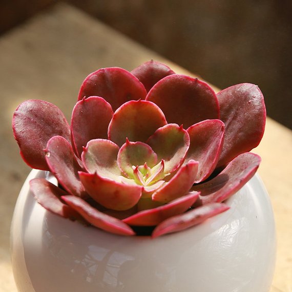 pink frills succulent Real Live Succulent Cactus Plant : Echeveria 'Painted Frills' – Succulent  Zone