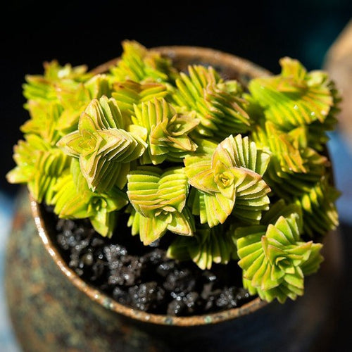 Real Live Succulent Cactus Plant : Crassula Estagnol