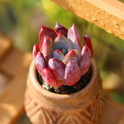 Real Live Succulent Cactus Plant :  Echeveria colorata fa. brandtii