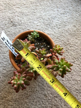 [US DISPATCH] Real Live Succulent Cactus Plant : Sedum pachyphyllum Rose