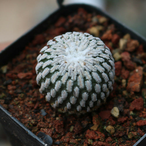 Real Live Succulent Cactus Plant :  Turbinicarpus pseudopectinatus