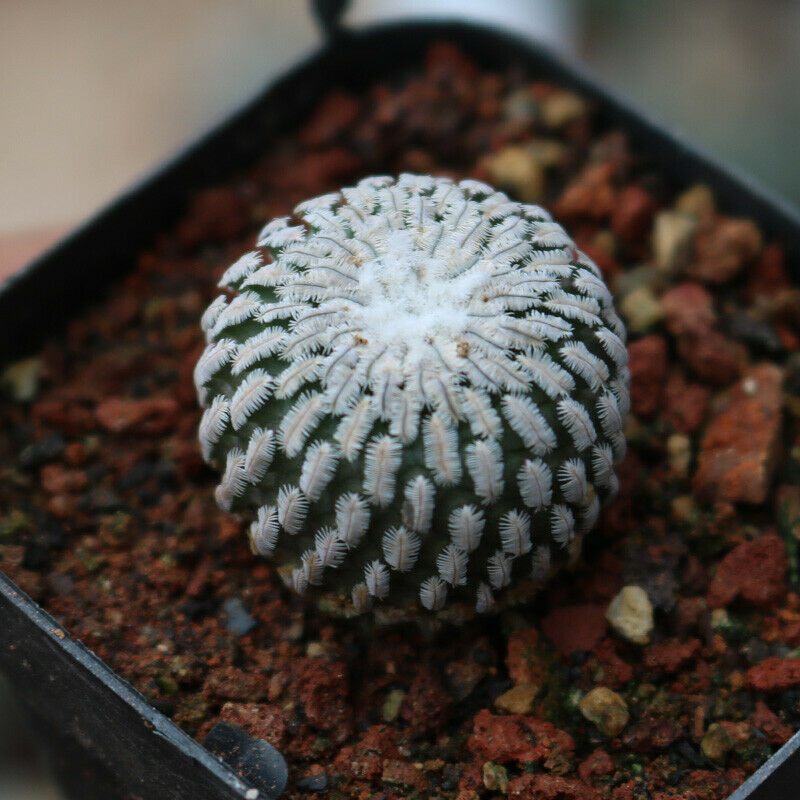 kaktus real Real Live Succulent Cactus Plant : Turbinicarpus pseudopectinatus