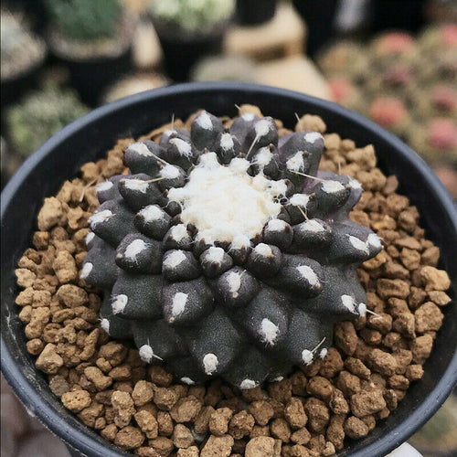 Real Live Succulent Cactus Plant : Copiapoa tenuissima