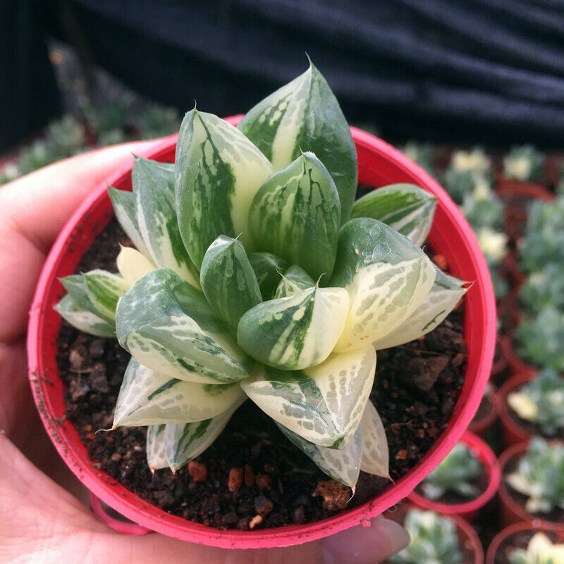 cuspidata succulent care Real Live Succulent Cactus Plant : Haworthia Cuspidata variegata – Succulent  Zone