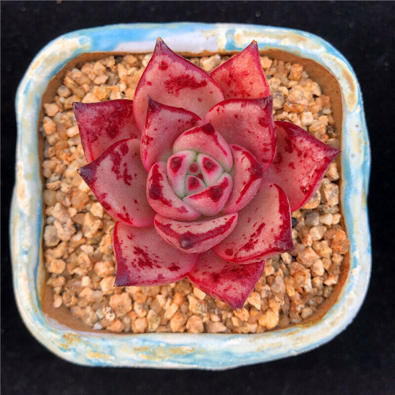 Real Live Succulent Cactus Plant :  Echeveria Agavoides Kusu