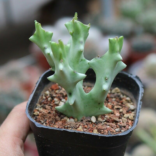 Real Live Succulent Cactus Plant :  Caralluma socotrana