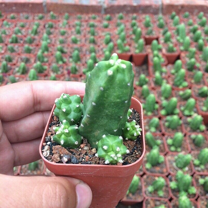 Real Live Succulent Cactus Plant :  Echinocereus pentalophus cv. 'Momotaro'