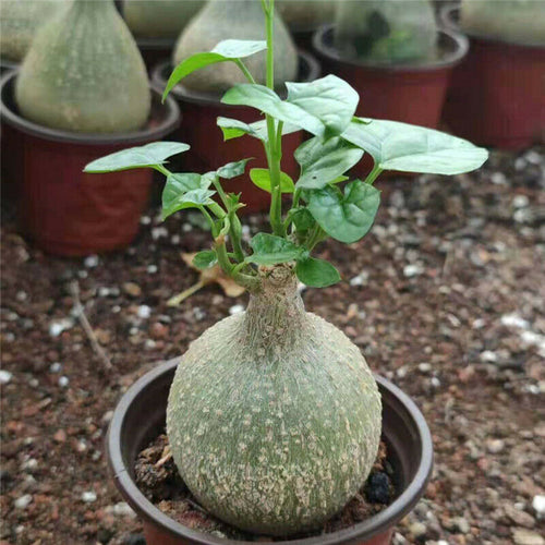 Real Live Succulent Cactus Plant :  Gerrardanthus macrorhizus Bigfoot