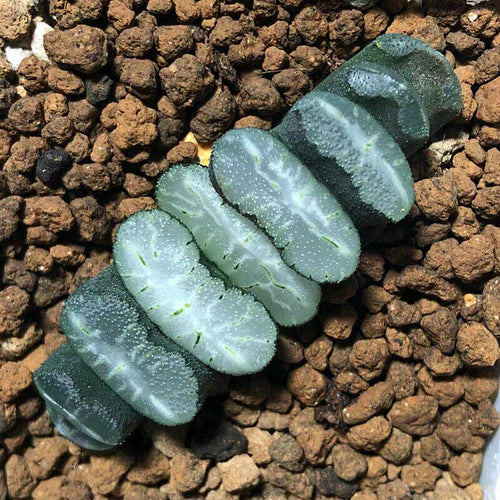 Real Live Succulent Cactus Plant :  Haworthia Truncata Seiryu
