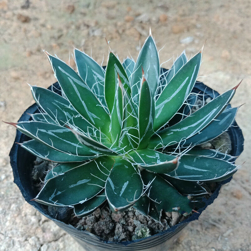 agave parviflora Real Live Succulent Cactus Plant : Agave parviflora Torr. Smallflower  Century Plant