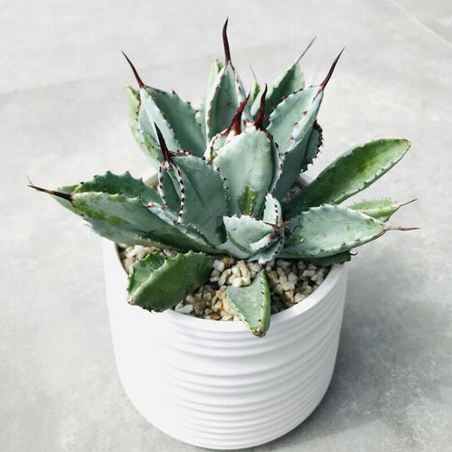 Real Live Succulent Cactus Plant :  Agave potatorum cv. Cubic