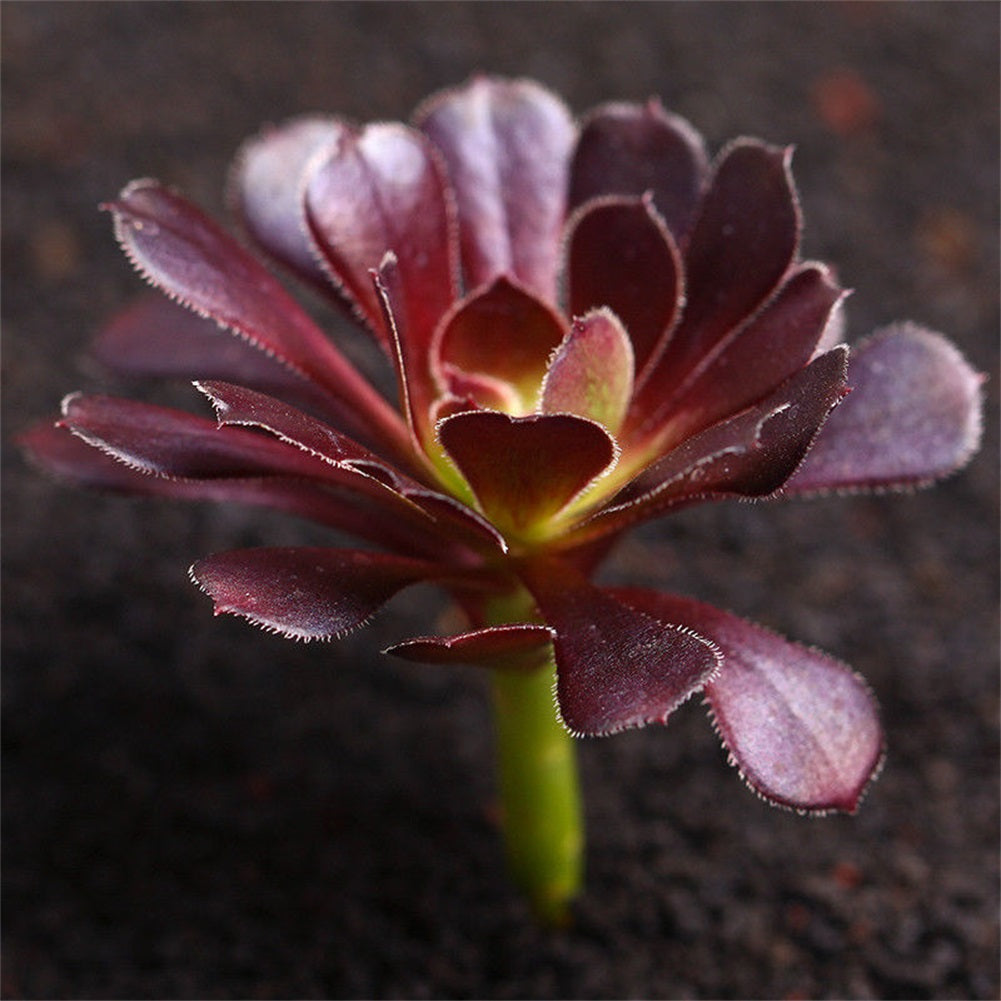 Real Live Succulent Cactus Plant : Aeonium 'Zwartkop'