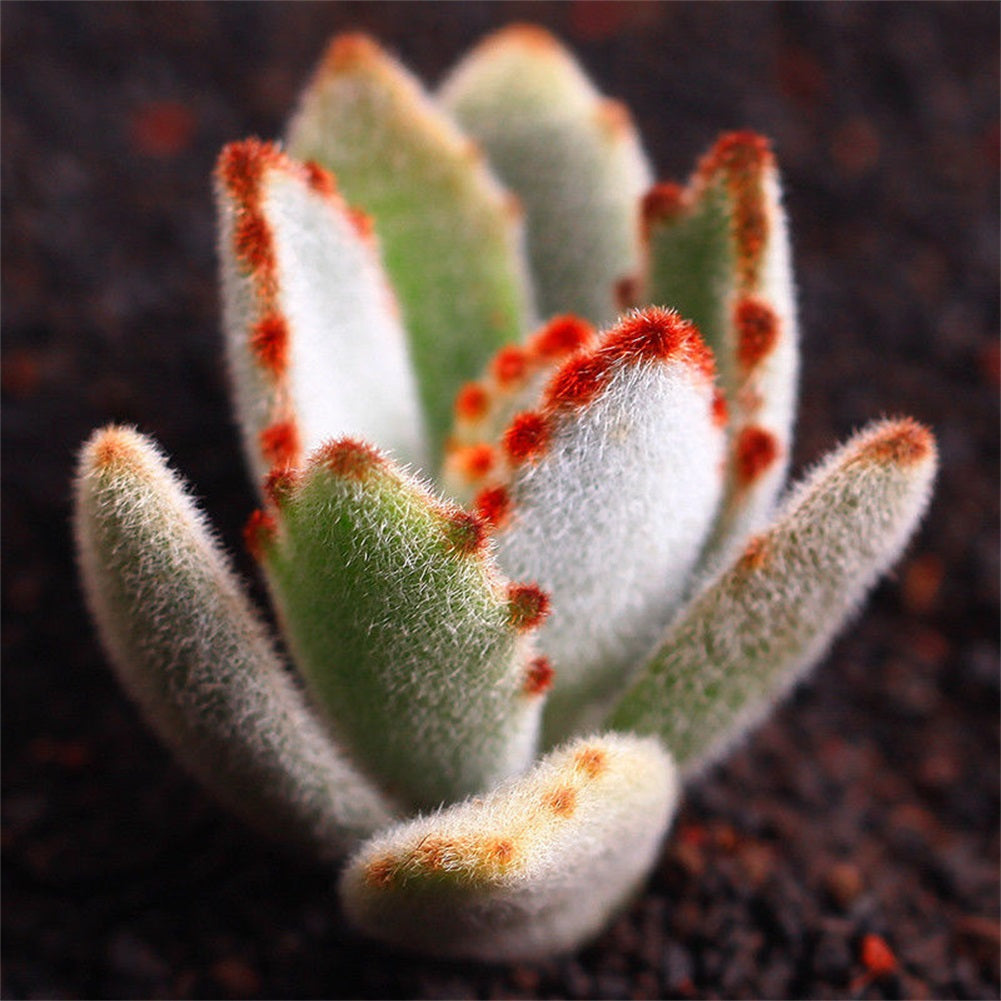 tomentosa succulent Real Live Succulent Cactus Plant : Kalanchoe tomentosa