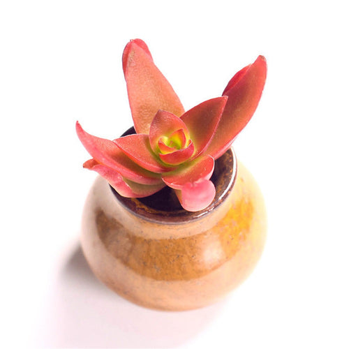 Real Live Succulent Cactus Plant : Crassula capitella 'Campfire'