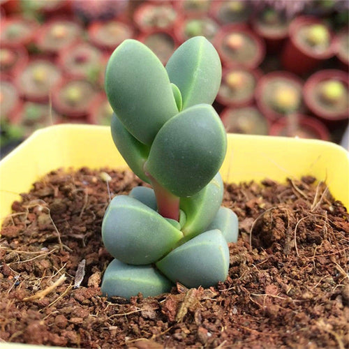 Real Live Succulent Cactus Plant : Astridia velutina Dinter