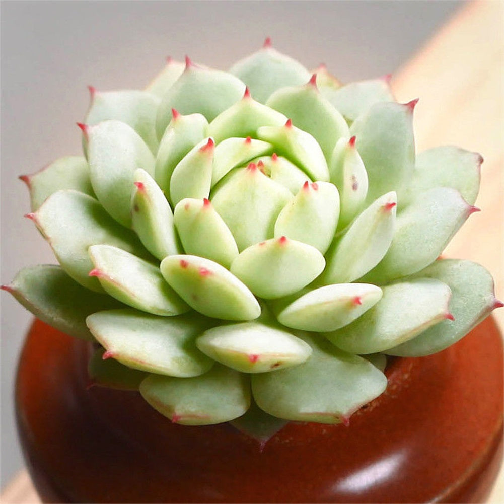 derenbergii succulent Real Live Succulent Cactus Plant : Echeveria derenbergii