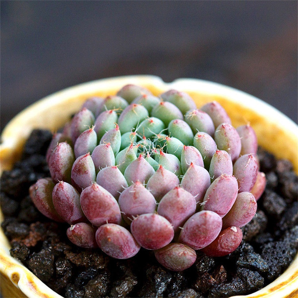 miso plant succulent Real Live Succulent Cactus Plant : Echeveria setosa v. deminuta