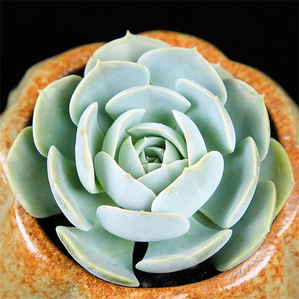 succulent zone Real Live Succulent Cactus Plant : Echeveria runyonii Rose ex Walther