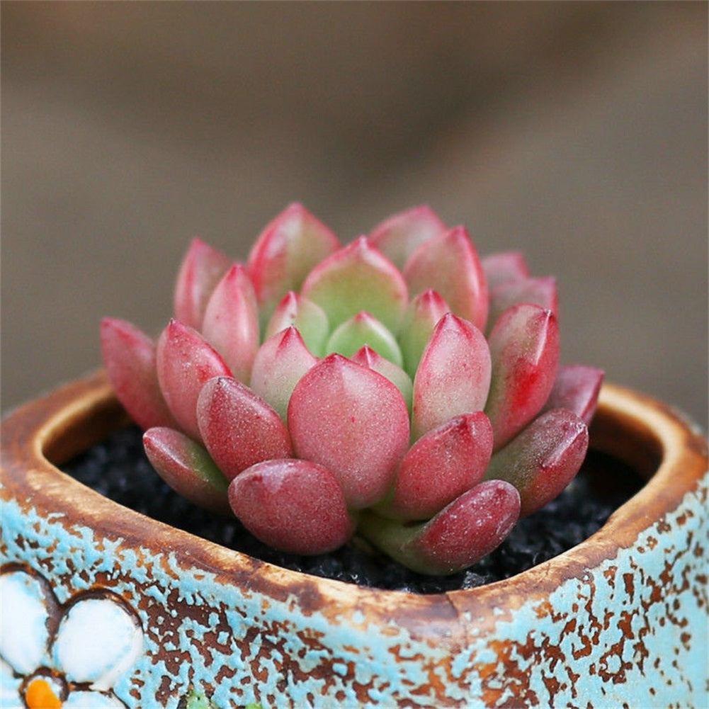 Real Live Succulent Cactus Plant : Sedeveria pink ruby