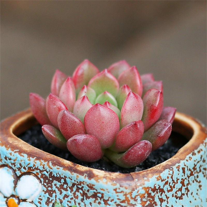 ruby succulent plant Real Live Succulent Cactus Plant : Sedeveria pink ruby – Succulent Zone