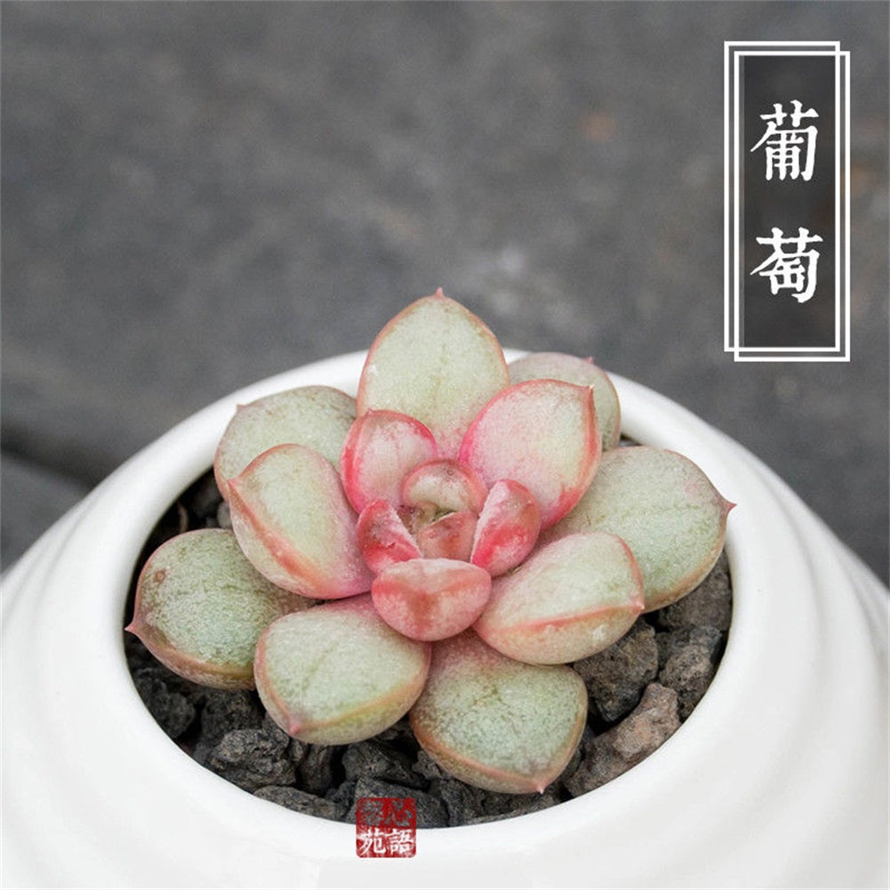 amethorum succulent Real Live Succulent Cactus Plant : Graptoveria amethorum