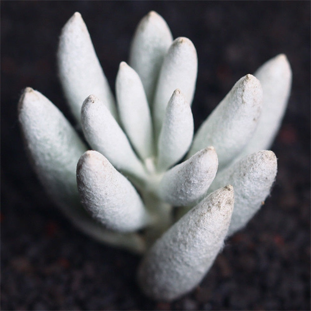 Real Live Succulent Cactus Plant : Senecio haworthii
