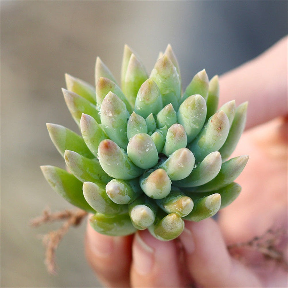 Real Live Succulent Cactus Plant : xSedeveria 'Harry Butterfield'