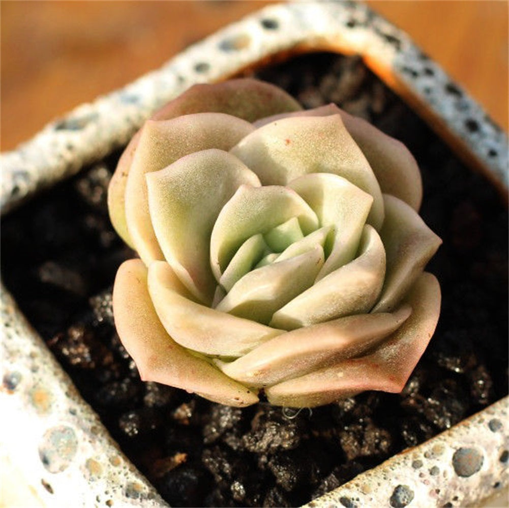 Real Live Succulent Cactus Plant : Echeveria 'Lovely Rose'