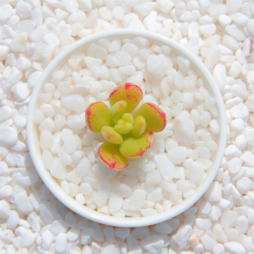 Real Live Succulent Cactus Plant : 'XIAOHONGQI'