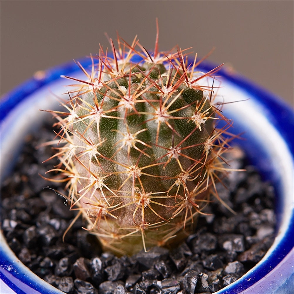 Real Live Succulent Cactus Plant : Notocactus mammulosus