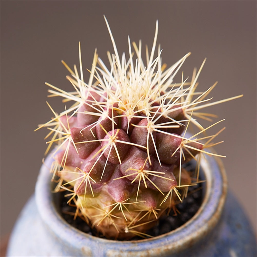 Real Live Succulent Cactus Plant : Echinocactus grusonii