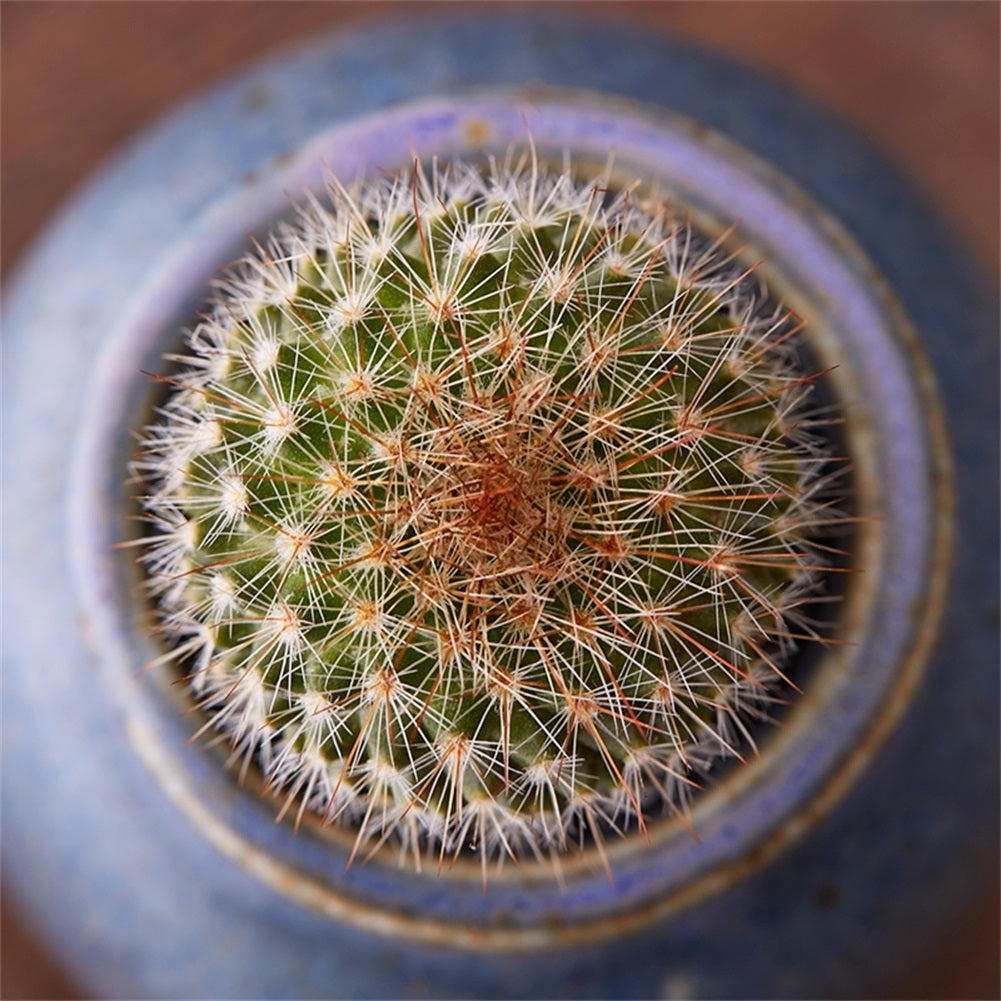 Real Live Succulent Cactus Plant : 'HONGHUAMIANWAN'