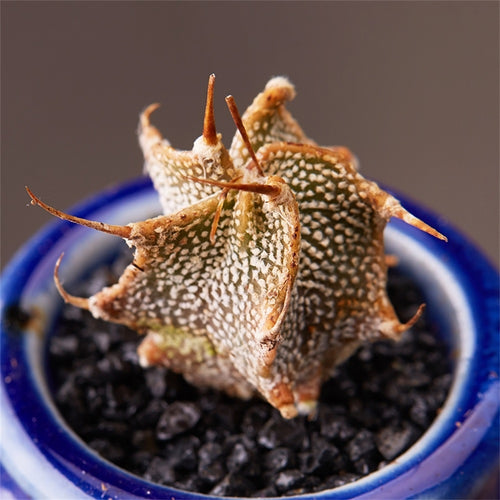 Real Live Succulent Cactus Plant : 'pajñā'