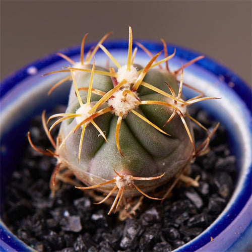 Real Live Succulent Cactus Plant : 'CHICHENG'