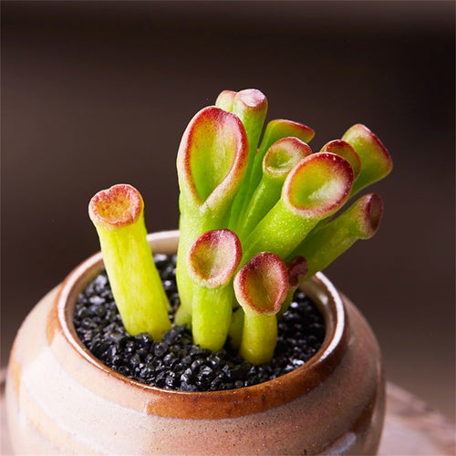 Real Live Succulent Cactus Plant : Crassula oblique 'Gollum'