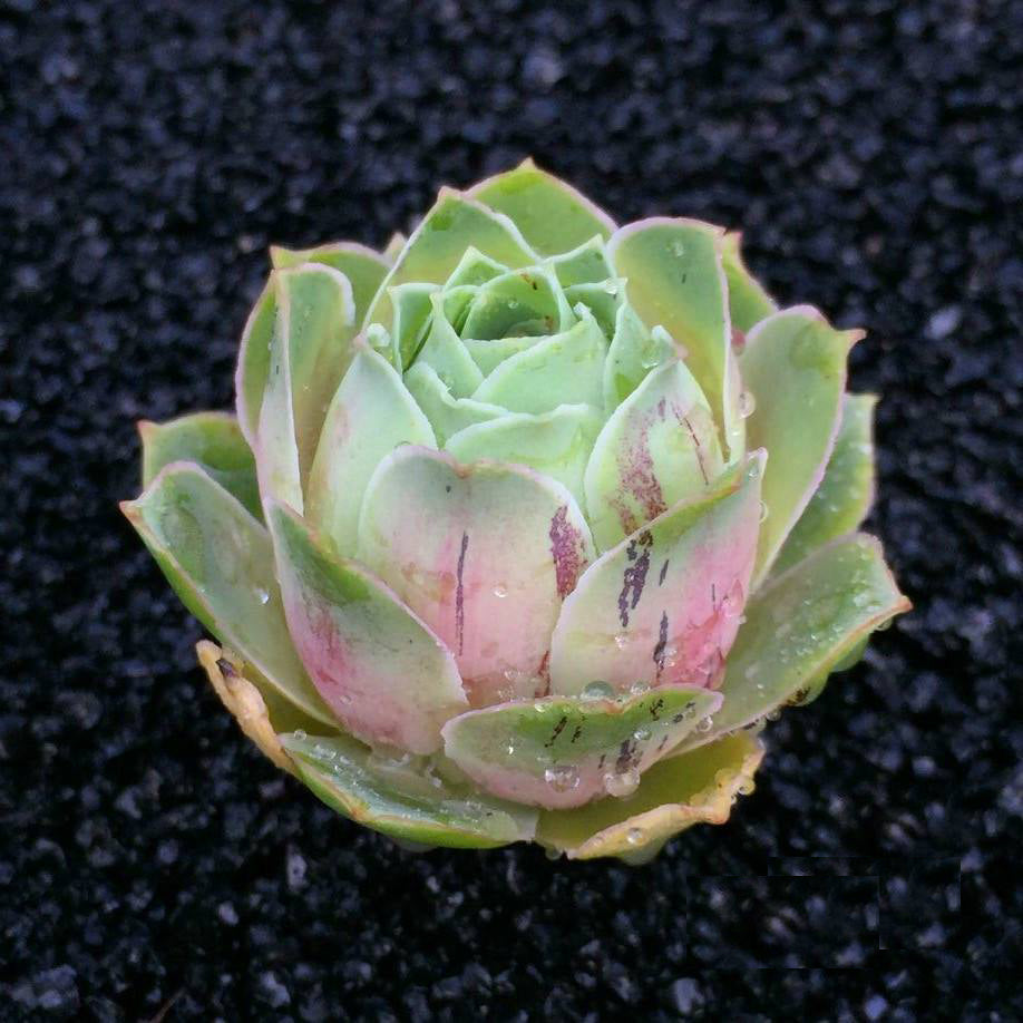 genovia succulent Real Live Succulent Cactus Plant : Greenovia aurea ex El Hierro ('Pink Mountain Rose') – Succulent Zone