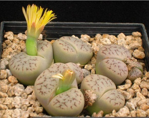 Lithops pseudotruncatella (A. Berger) N. E. Br. : Real Live Succulent Lithops Pseudotruncatella Plant
