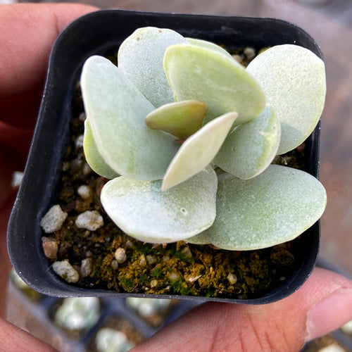 Real Live Succulent Cactus Plant :  Adromischus leucophyllus